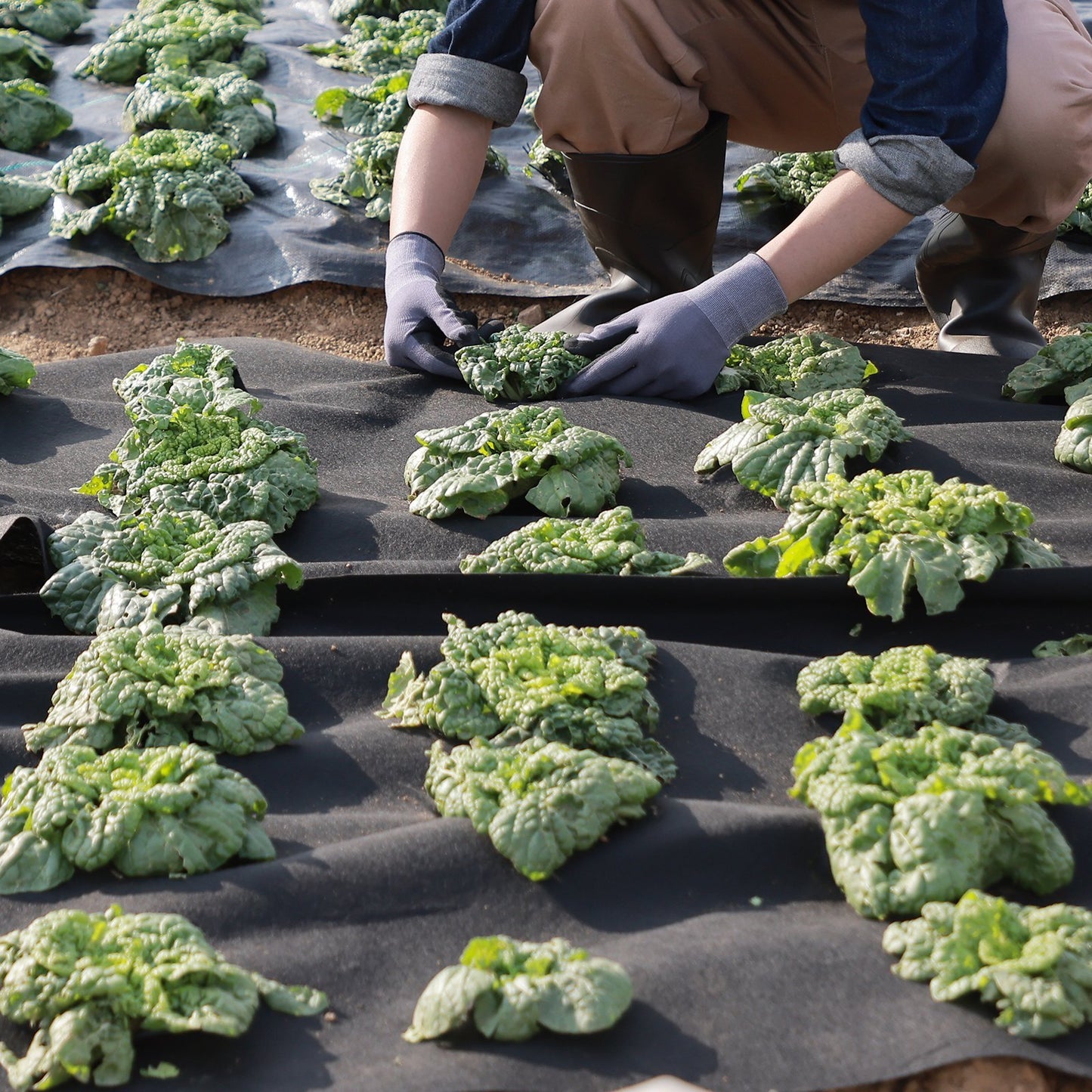 VEVOR Non-Woven Geotextile Fabric 6x50FT 8OZ Ground Cover Weed Control Fabric