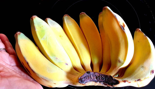 Fresh Saba Banana